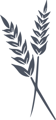 Illustration of Wheat